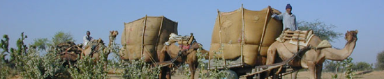 camel caravans